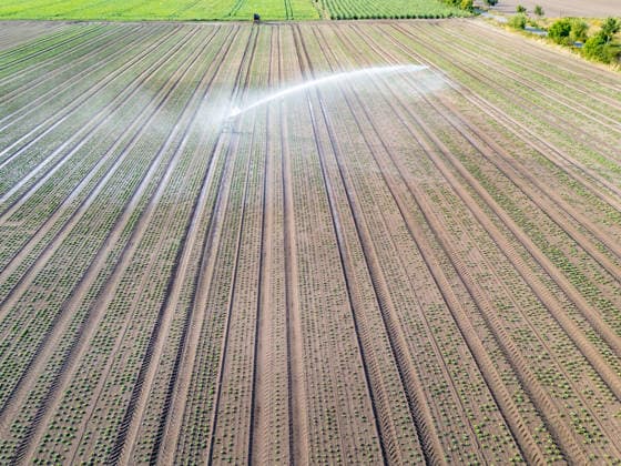 Luftaufnahme: Bewässerung eines Feldes mit jungen Salatpflanzen *** Aerial view Irrigation one Field with Boys Salad plants 1074708226