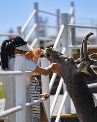 (260805) -- SUNAN, Aug. 5, 2026 -- Tourists feed a red deer at the Divine Deer Park in Sunan Yugur Autonomous County, northwest China s Gansu Province, on Aug. 5, 2026. During this summer, hundreds of red deer are seen resting and foraging on the grassland at the Divine Deer Park, a deer farm located at the foot of the Qilian Mountains in northwest China. In recent years, local government has leveraged the deer farm, along with the scenic grasslands of the Qilian Mountains and Yugur ethnic customs, to develop an eco-tourism destination that integrates leisure, sightseeing and science education. ) CHINA-GANSU-SUNAN-RED DEERS-TOURISM (CN) LiuxKeying 