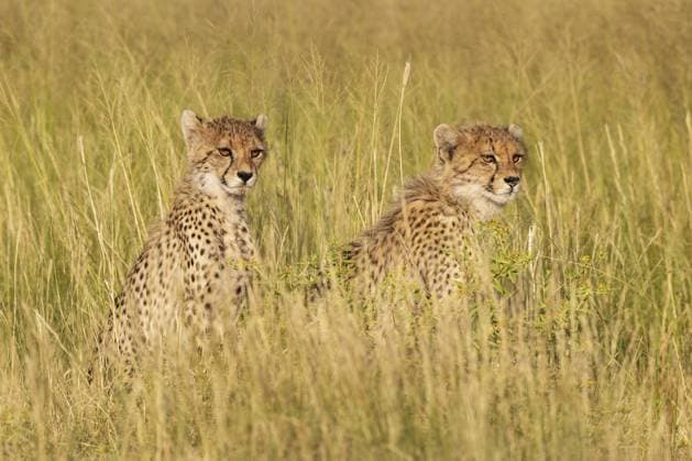 Gepard (Acinonyx jubatus) . Zwei Jungtiere. Geschwister. Kalahari Wüste, Kgalagadi Transfrontier Park, Südafrika Cheetah (Acinonyx jubatus). Two cubs. Siblings. Kalahari Desert, Kgalagadi Transfrontier Park, South Africa Copyright: imageBROKER ThomasxDressler ibxtdr18678284.jpg