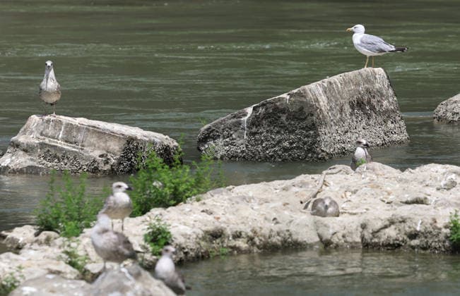 (260805) -- ROME, Aug. 5, 2026 -- This photo taken on Aug. 5, 2026 shows the Tiber River with low water level in Rome, Italy. Italy is battling its fourth major heatwave of the summer, with temperatures climbing above 40 degrees Celsius in parts of the country, and a record number of cities placed under the highest heat alert. Authorities are stepping up emergency measures amid mounting health, wildfire and agricultural concerns. The latest heatwave reached its peak on Monday, when the Health Ministry placed 25 of the country s 27 monitored cities under red alert, the highest warning level possible issued for extreme heat. ) ITALY-ROME-TIBER RIVER-HEAT WAVE WangxKaiyan 