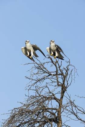 Schwarzflügelmilan (Elanus caeruleus) . Paar. Kalahari Wüste, Kgalagadi Transfrontier Park, Südafrika Black-winged Kite (Elanus caeruleus). Pair. Kalahari Desert, Kgalagadi Transfrontier Park, South Africa Copyright: imageBROKER ThomasxDressler ibxtdr18678374.jpg