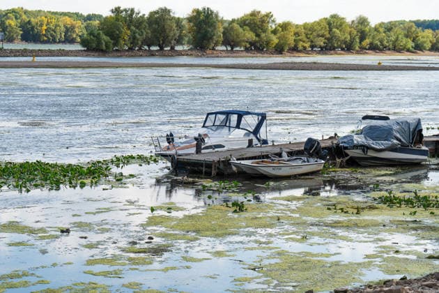 Niedrigwasser am Rhein bei Oestrich-Winkel Der Pegel des Rheins erreicht einen historischen Tiefstand. Nachdem der Pegel Kaub in den vergangenen 24 Stunden erneut um acht Zentimeter gefallen war, erreichte er am Mittwochnachmittag, 05.08.2026, erstmalig den Stand von 18 cm. Kurzzeitig wurden sogar 17 cm Pegelstand erreicht. Bereits seit Wochen ist die Schifffahrt durch den Wassermangel erheblich behindert. Der heutige Tiefstand dürfte die Situation noch verschärfen. Oestrich-Winkel Hessen Deutschland *** Low Water Levels on the Rhine Near Oestrich-Winkel The Rhine’s water level has reached a historic low. After the water level at Kaub had fallen another eight centimeters over the past 24 hours, it reached August 5, 2026, the level reache