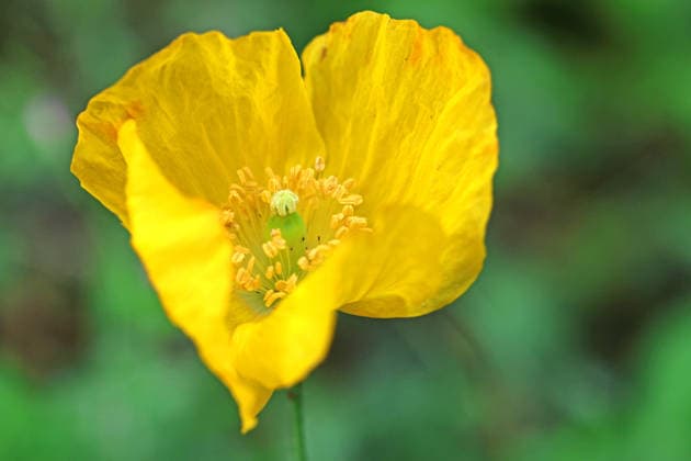 Gartenpflanzen zur Blütezeit Der Kalifornische Mohn, auch Goldmohn genannt, zur Blütezeit *** Garden Plants in Bloom: The California Poppy, Also Known as the Golden Poppy, in Bloom