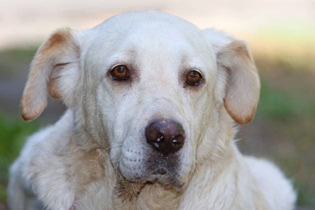 Beliebte Familienhunde Ein heller, auch blond genannter, Labrador-Mix als Familienhund *** Popular Family Dogs: A light-colored Labrador mix—sometimes called blond —as a family dog