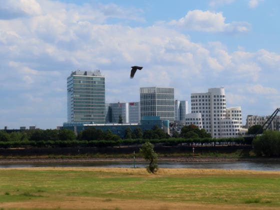 Blick ueber den Rheinstrom auf die rechte Seite der Stadt mit Skyline und Niedrigwasser Duesseldorf Stadttor Medienmeile und Gehry Haeuser *** View across the Rhine toward the right side of the city, featuring the skyline, low water levels, the Düsseldorf City Gate, the Media Mile, and the Gehry buildings
