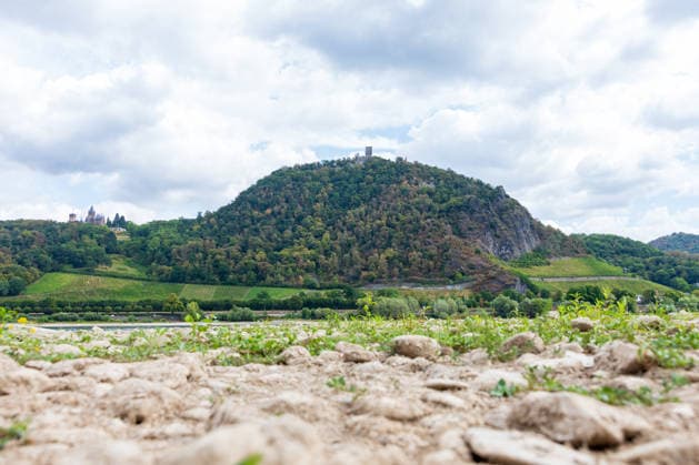 Historisches Niedrigwasser: Pegel Oberwinter fällt auf 1 cm Blick von Bonn-Mehlem auf den Drachenfels und Drachenburg im Siebengebirge: Im Vordergrund liegt das weitgehend ausgetrocknete Flussbett des Rheins bei historischem Niedrigwasser der Pegel Oberwinter fällt auf nur noch 1 cm, der Pegel Bonn liegt bei 76 cm. Anhaltende Trockenheit lässt den Rhein weiter sinken, die Rheinschifffahrt ist stark eingeschränkt. Bonn Mehlem Nordrhein-Westfalen Deutschland *** Historically Low Water Level: The Oberwinter Gauge Drops to 1 cm View from Bonn-Mehlem of the Drachenfels and Drachenburg in the Siebengebirge. In the foreground lies the largely dried-up riverbed of the Rhine during this period of historically low water; the Oberwinter gauge Copyright: xMarcxJohnx