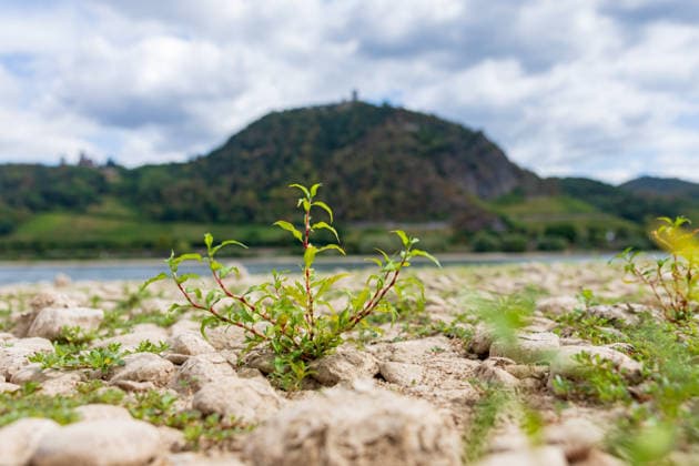 Historisches Niedrigwasser: Pegel Oberwinter fällt auf 1 cm Blick von Bonn-Mehlem auf den Drachenfels (Mitte) und Drachenburg (links) und der Große Oelberg (rechts) im Siebengebirge: Im Vordergrund liegt das weitgehend ausgetrocknete Flussbett des Rheins bei historischem Niedrigwasser der Pegel Oberwinter fällt auf nur noch 1 cm, der Pegel Bonn liegt bei 76 cm. Anhaltende Trockenheit lässt den Rhein weiter sinken, die Rheinschifffahrt ist stark eingeschränkt. Bonn Mehlem Nordrhein-Westfalen Deutschland *** Historically low water levels: The Oberwinter gauge drops to 1 cm. View from Bonn Mehlem toward the Drachenfels in the center, Drachenburg on the left, and the Großer Oelberg on the right in the Siebengebirge. In the foreground l Copyright: xMarcxJohnx