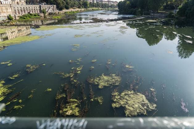 August 6, 2026, Turin, To, Italy: Algae on the surface of the dry Po River, Turin, 06 08 2026. Turin Italy  - ZUMAa289 20260806_zia_a289_012 Copyright: xSelenexDanielex xAgfx