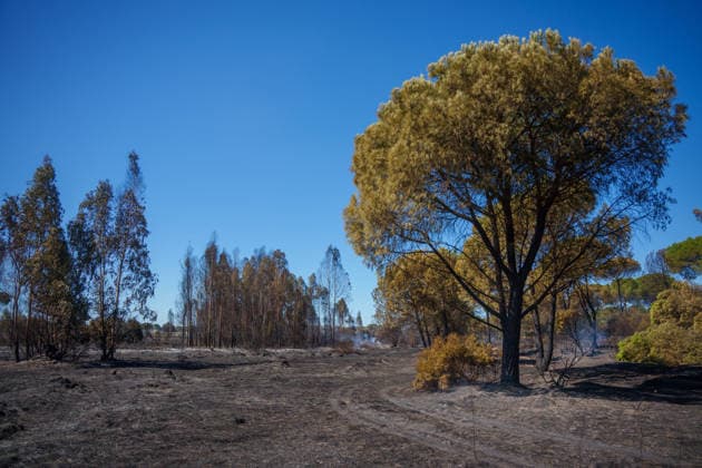 Forest Fire Reported in Lucena del Puerto, Huelva Areas Affected by the Forest Fire in the Municipality of Lucena del Puerto, Huelva As of August 6, 2026, in Lucena del Puerto, Huelva, Andalusia, Spain. About thirty firefighters from the Infoca Plan worked through the early hours of Thursday, August 6, to combat the wildfire that broke out on the afternoon of Wednesday, August 5, in the Santa Catalina area of the municipality of Lucena del Puerto, Huelva, which is affecting an area of pine forest and scrubland. AUGUST 6, 2026 Francisco J Lucena del Puerto, Huelva, Andalusia Lucena del Puerto, Huelva, Andalusia, Spain  Copyright: xFranciscoxJ.xOlmox 7703600