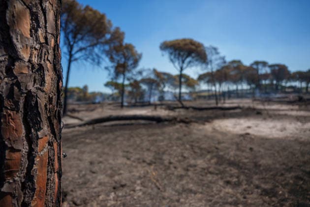 Forest Fire Reported in Lucena del Puerto, Huelva Areas Affected by the Forest Fire in the Municipality of Lucena del Puerto, Huelva As of August 6, 2026, in Lucena del Puerto, Huelva, Andalusia, Spain. About thirty firefighters from the Infoca Plan worked through the early hours of Thursday, August 6, to combat the wildfire that broke out on the afternoon of Wednesday, August 5, in the Santa Catalina area of the municipality of Lucena del Puerto, Huelva, which is affecting an area of pine forest and scrubland. AUGUST 6, 2026 Francisco J Lucena del Puerto, Huelva, Andalusia Lucena del Puerto, Huelva, Andalusia, Spain  Copyright: xFranciscoxJ.xOlmox 7703606