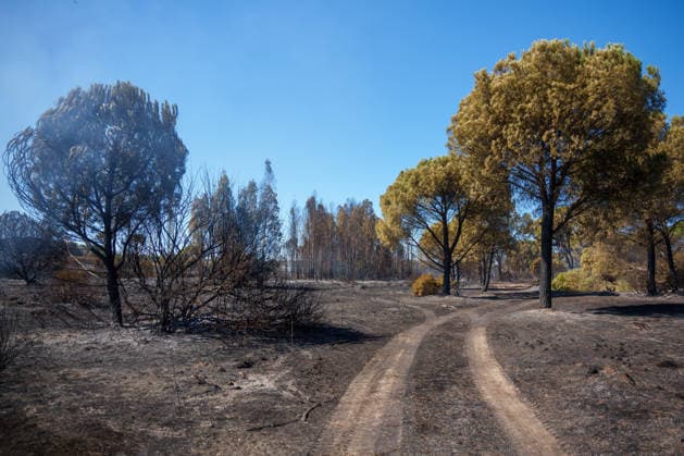 Forest Fire Reported in Lucena del Puerto, Huelva Areas Affected by the Forest Fire in the Municipality of Lucena del Puerto, Huelva As of August 6, 2026, in Lucena del Puerto, Huelva, Andalusia, Spain. About thirty firefighters from the Infoca Plan worked through the early hours of Thursday, August 6, to combat the wildfire that broke out on the afternoon of Wednesday, August 5, in the Santa Catalina area of the municipality of Lucena del Puerto, Huelva, which is affecting an area of pine forest and scrubland. AUGUST 6, 2026 Francisco J Lucena del Puerto, Huelva, Andalusia Lucena del Puerto, Huelva, Andalusia, Spain  Copyright: xFranciscoxJ.xOlmox 7703609