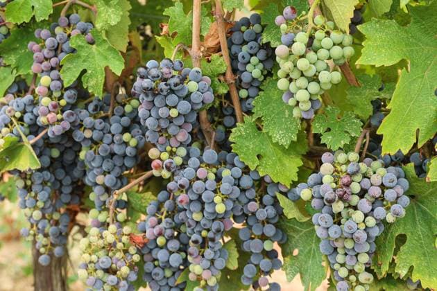 Historically Early Harvest for Crémants PHOTOPQR SUD OUEST Photo by Fabien Cottereau Sauveterre de Guyenne Aug. 6, 2026 Historically Early Harvest for Crémants Sauveterre de Guyenne, France, Aug. 6, 2026 Historically early harvest for Crémants Sauveterre de Guyenne, Gironde, France  Copyright: xPHOTOPQR SUDxOUEST MAXPPPxPhotoxFabienxCottereaux 20260806SDO1748 20260806SDO1748