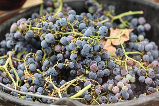 Historically Early Harvest for Crémants PHOTOPQR SUD OUEST Photo by Fabien Cottereau Sauveterre de Guyenne Aug. 6, 2026 Historically Early Harvest for Crémants Sauveterre de Guyenne, France, Aug. 6, 2026 Historically early harvest for Crémants Sauveterre de Guyenne, Gironde, France  Copyright: xPHOTOPQR SUDxOUEST MAXPPPxPhotoxFabienxCottereaux 20260806SDO1749 20260806SDO1749
