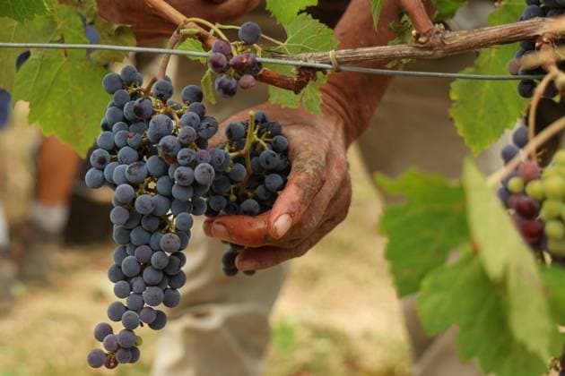 Historically Early Harvest for Crémants PHOTOPQR SUD OUEST Photo by Fabien Cottereau Sauveterre de Guyenne Aug. 6, 2026 Historically Early Harvest for Crémants Sauveterre de Guyenne, France, Aug. 6, 2026 Historically early harvest for Crémants Sauveterre de Guyenne, Gironde, France  Copyright: xPHOTOPQR SUDxOUEST MAXPPPxPhotoxFabienxCottereaux 20260806SDO1757 20260806SDO1757