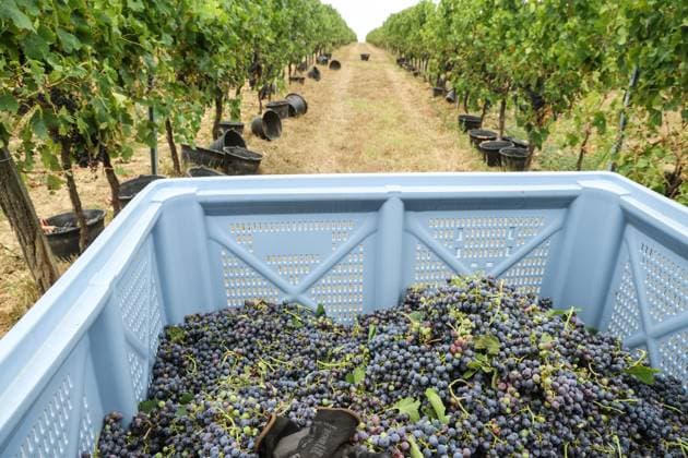 Historically Early Harvest for Crémants PHOTOPQR SUD OUEST Photo by Fabien Cottereau Sauveterre de Guyenne Aug. 6, 2026 Historically Early Harvest for Crémants Sauveterre de Guyenne, France, Aug. 6, 2026 Historically early harvest for Crémants Sauveterre de Guyenne, Gironde, France  Copyright: xPHOTOPQR SUDxOUEST MAXPPPxPhotoxFabienxCottereaux 20260806SDO1760 20260806SDO1760