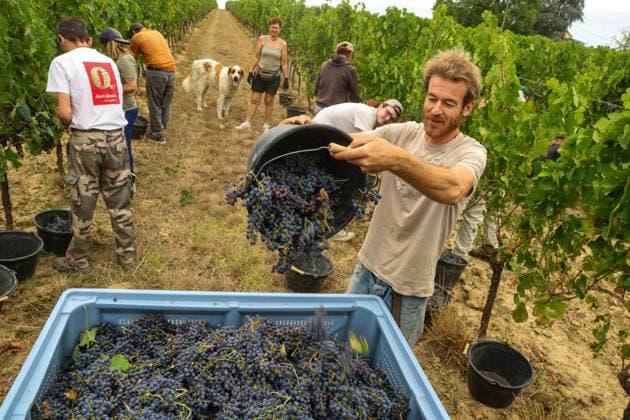 Historically Early Harvest for Crémants PHOTOPQR SUD OUEST Photo by Fabien Cottereau Sauveterre de Guyenne Aug. 6, 2026 Historically Early Harvest for Crémants Sauveterre de Guyenne, France, Aug. 6, 2026 Historically early harvest for Crémants Sauveterre de Guyenne, Gironde, France  Copyright: xPHOTOPQR SUDxOUEST MAXPPPxPhotoxFabienxCottereaux 20260806SDO1768 20260806SDO1768