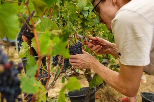 News Bilder des Tages Historically Early Harvest for Crémants PHOTOPQR SUD OUEST Photo by Fabien Cottereau Sauveterre de Guyenne Aug. 6, 2026 Historically Early Harvest for Crémants Sauveterre de Guyenne, France, Aug. 6, 2026 Historically early harvest for Crémants Sauveterre de Guyenne, Gironde, France  Copyright: xPHOTOPQR SUDxOUEST MAXPPPxPhotoxFabienxCottereaux 20260806SDO1770 20260806SDO1770