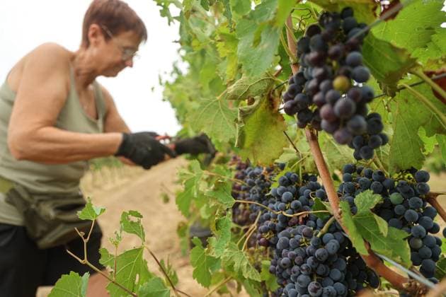 Historically Early Harvest for Crémants PHOTOPQR SUD OUEST Photo by Fabien Cottereau Sauveterre de Guyenne Aug. 6, 2026 Historically Early Harvest for Crémants Sauveterre de Guyenne, France, Aug. 6, 2026 Historically early harvest for Crémants Sauveterre de Guyenne, Gironde, France  Copyright: xPHOTOPQR SUDxOUEST MAXPPPxPhotoxFabienxCottereaux 20260806SDO1779 20260806SDO1779