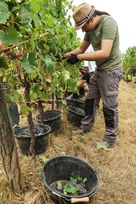 Historically Early Harvest for Crémants PHOTOPQR SUD OUEST Photo by Fabien Cottereau Sauveterre de Guyenne Aug. 6, 2026 Historically Early Harvest for Crémants Sauveterre de Guyenne, France, Aug. 6, 2026 Historically early harvest for Crémants Sauveterre de Guyenne, Gironde, France  Copyright: xPHOTOPQR SUDxOUEST MAXPPPxPhotoxFabienxCottereaux 20260806SDO1772 20260806SDO1772