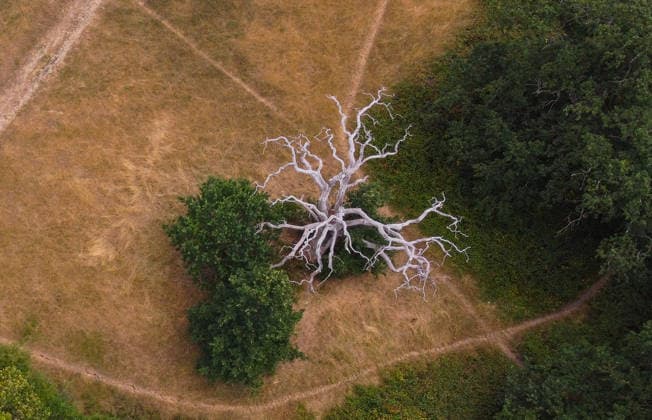Heatwave causes parks and green spaces to dry out in London LONDON, UNITED KINGDOM - AUGUST 6: An aerial view of parched and yellowed grass across a park following heatwaves and prolonged lack of rainfall in London, United Kingdom on August 6, 2026. Attention has turned to the impact of hot and dry weather conditions on green spaces after the UK Environment Agency declared a drought in London and surrounding regions. Rasid Necati Aslim Anadolu London United Kingdom. Editorial use only. Please get in touch for any other usage.  Copyright: x2026xAnadoluxRaÅüidxNecatixAslÄ±mx