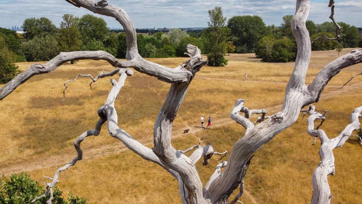 Heatwave causes parks and green spaces to dry out in London LONDON, UNITED KINGDOM - AUGUST 6: An aerial view of parched and yellowed grass across a park following heatwaves and prolonged lack of rainfall in London, United Kingdom on August 6, 2026. Attention has turned to the impact of hot and dry weather conditions on green spaces after the UK Environment Agency declared a drought in London and surrounding regions. Rasid Necati Aslim Anadolu London United Kingdom. Editorial use only. Please get in touch for any other usage.  Copyright: x2026xAnadoluxRaÅüidxNecatixAslÄ±mx