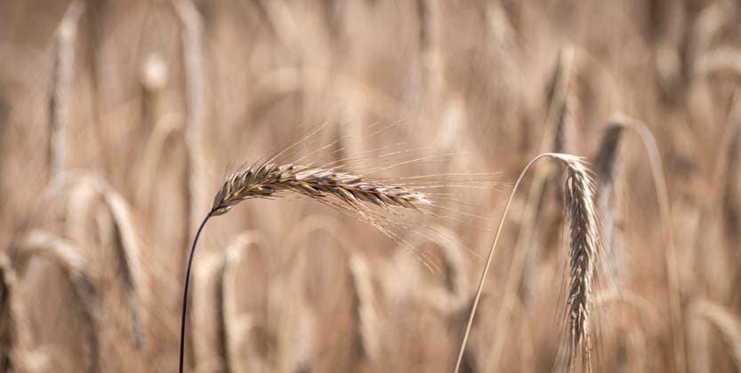 Roggen: Gesundes Brotgetreide. - Eine Roggenähre ganz nah. Das Getreide, das als anspruchloseste Getreideart gilt, wird in Mitteleuropa vor allem als Brotgetreide angebaut. Roggen besitzt viele Ballaststoffe, Vitamine und Mineralstoffe. Typisch für den Roggen sind die langen Grannen an den Ähren. Nürnberg Bayern Deutschland *** Rye: A Healthy Bread Grain A Close-Up of a Rye Ear Considered the least demanding of all grains, rye is grown primarily as a bread grain in Central Europe. Rye is rich in dietary fiber, vitamins, and minerals. Rye is characterized by the long awns on its ears. Nuremberg, Bavaria, Germany