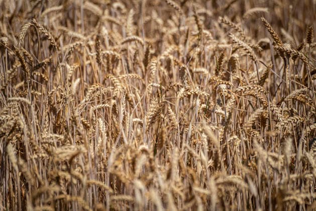 Weizen: Wichtigstes Getreide. - Blick in ein Weizenfeld (bei Burghaslach in Franken Bayern). Das Getreide besitzt in vielen Ländern eine herausragende Bedeutung. Die Ähren haben keine Grannen und sind vor der Ernte im Hochsommer goldgelb. Nürnberg Bayern Deutschland *** Wheat: The Most Important Grain. A view of a wheat field near Burghaslach in Franconia, Bavaria. This grain is of paramount importance in many countries. The ears have no awns and turn golden yellow before harvest in midsummer. Nuremberg, Bavaria, Germany
