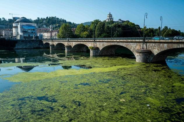 IPA87281545 - Turin. The Po River is feeling the effects of weeks of intense heat and drought: the river™s water level has dropped significantly, and where the current slows down, algae and invasive plant species find fertile ground to spread.  Copyright: xRiccardoxGIordanox xRiccardoxGiordanox 87281545