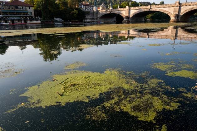 IPA87281612 - Turin. The Po River is feeling the effects of weeks of intense heat and drought: the river™s water level has dropped significantly, and where the current slows down, algae and invasive plant species find fertile ground to spread.  Copyright: xRiccardoxGIordanox xRiccardoxGiordanox 87281612