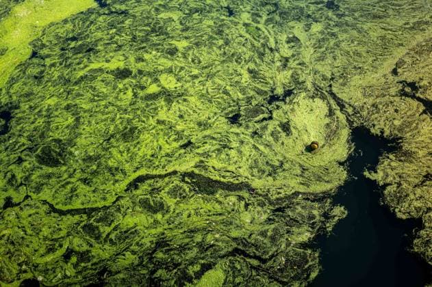 IPA87281672 - Turin. The Po River is feeling the effects of weeks of intense heat and drought: the river™s water level has dropped significantly, and where the current slows down, algae and invasive plant species find fertile ground to spread.  Copyright: xRiccardoxGIordanox xRiccardoxGiordanox 87281672