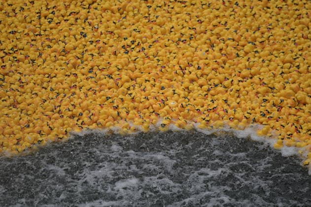 Chicago Ducky derby marks 21st anniversary CHICAGO, ILLINOIS, UNITED STATES - AUGUST 6: Thousands of rubber ducks race down the Chicago River during the 21st annual Chicago Ducky Derby in Chicago, Illinois, United States, on August 6, 2026. The annual event raised funds for Special Olympics Illinois and attracted large crowds as participants and spectators gathered along the river to mark the 21st edition of the charity race. Jacek Boczarski Anadolu Chicago United States. Editorial use only. Please get in touch for any other usage.  Copyright: x2026xAnadoluxJacekxBoczarskix