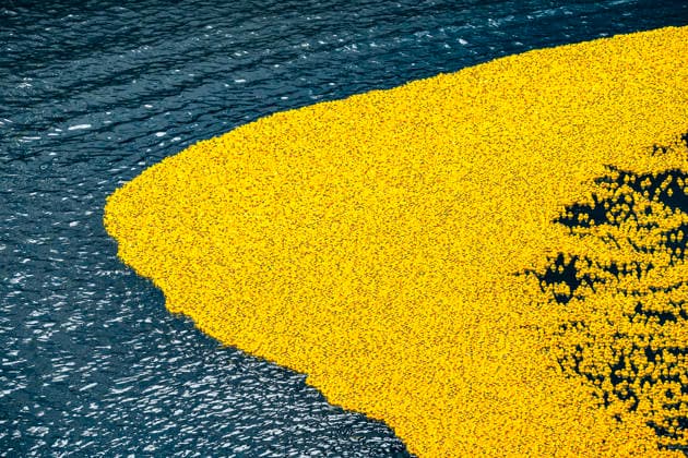 August 6, 2026, Chicago, Illinois, USA: 2026 Chicago Ducky Derby to benefit Special Olimpics. More than 90,000 rubber ducks were dumped into the Chicago River and later collected by the volunteers. Chicago USA - ZUMAk205 20260806_zmp_k205_031 Copyright: xSandraxKozintsevax