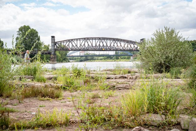 Deutlich niedriger Wasserstand in der Elbe im August 2026;Niedrigwasser der Elbe in Magdeburg im Sommer 2026, Magdeburg Sachsen-Anhalt Deutschland Elbufer *** Significantly lower water level in the Elbe in August 2026 Low water levels on the Elbe in Magdeburg in the summer of 2026, Magdeburg, Saxony-Anhalt, Germany, banks of the Elbe