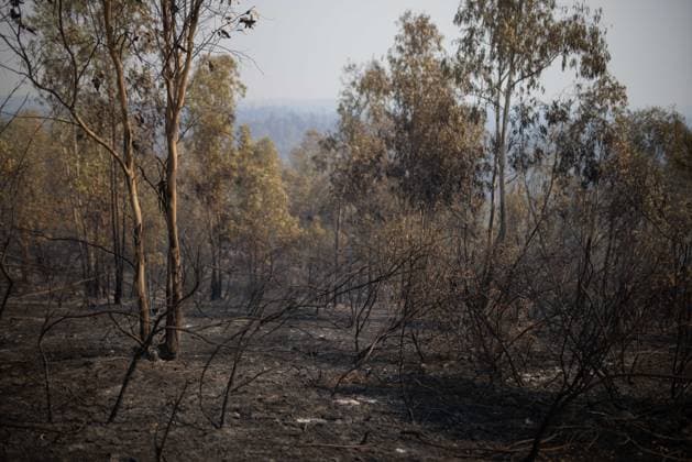 The number of ground personnel fighting the fire in Niebla has increased to 150, with 18 aerial resources. Area affected by the wildfire that broke out in the town of Niebla, Huelva. August 7, 2028, in Niebla, Huelva, Andalusia, Spain: Andalusia’s Forest Fire Emergency Plan (Plan Infoca) has increased the number of ground personnel from 80 to 150 this Friday to contain the forest fire that broke out Thursday afternoon in the Raboconejo area of Niebla, Huelva, which remains in the emergency phase, Operational Level 1, and which has forced the preventive evacuation of 23 residents from the hamlets of Raboconejo and Caballón. Likewise, 18 aerial resources continue to operate in the area. AUGUST 7, 2026 Niebla, Huelva, Andalusia, Spain Niebla,  Copyright: xClaraxCarrascox 7705142