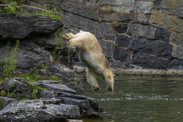 Entertainment Bilder des Tages Ein Eisbär (Ursus maritimus) beim Sprung ins Wasser im Tierpark Berlin-Friedrichsfelde. *** A polar bear (Ursus maritimus) leaping into the water at the Berlin Friedrichsfelde Zoo