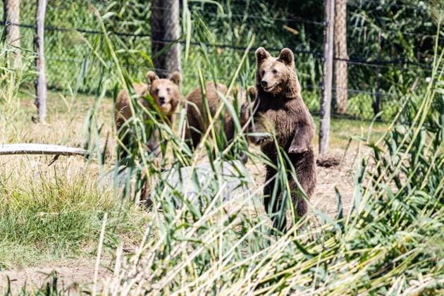 Sainte Croix Park: Arrival of Four Bears PHOTOPQR LE REPUBLICAIN LORRAIN Hugo AZMANI Rhodes Aug. 7, 2026 Sainte Croix Park: Arrival of four orphaned bears from Romania Rhodes, France, Aug. 7, 2026 Sainte Croix Park: Arrival of four orphaned bears from Romania Rhodes, Moselle, Lorraine, France  Copyright: xPHOTOPQR LExREPUBLICAINxLORRAIN xHugoxAZMANIx 20260807RBL3500 20260807RBL3501