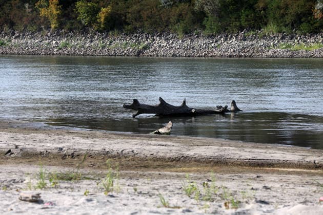 Klima, Dürre : Blick auf das völlig freiliegende Flussbett des Po infolge der schweren Dürre, die die Pianura Padana getroffen hat. An der Pegelstation in Cremona sank der Wasserstand von Italiens längstem Fluss auf einen historischen Tiefststand von mehr als 8,5 Metern unter dem Pegelnullpunkt; der Fluss schrumpfte zu einem Rinnsal, wodurch riesige Sandflächen, auf Grund gelaufene Boote und Unrat zum Vorschein kamen. Die Aufnahmen verdeutlichen die Auswirkungen des Klimawandels auf die lokale Landwirtschaft und das Flussökosystem der Lombardei in Isola Pescaroli , Cremona , Lomabrdei , Italien . August 07 , 2026 . Photo by: Davide Elias IPA Photo Pressefoto DENL Copyright: xDavidexEliasx