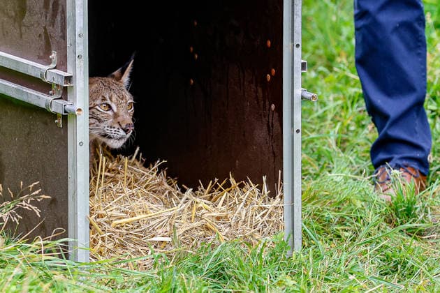 Niedersächsischer Umweltminister lässt Luchs im Osterwald auswildern Die Luchsin trauts anfangs nicht aus der Transportkiste in die FReiheit zu gehen. Eldagsen Waldgebiet Forstamt Saupark Niedersachsen, Region Hannover Germany *** Lower Saxony s Minister of the Environment Releases a Lynx into the Wild in the Osterwald. At first, the female lynx is hesitant to leave her transport crate and venture out into the wild. Eldagsen Forest Area, Saupark Forest District, Lower Saxony, Hanover Region, Germany