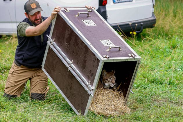 Niedersächsischer Umweltminister lässt Luchs im Osterwald auswildern Die Luchsin trauts anfangs nicht aus der Transportkiste in die FReiheit zu gehen. Eldagsen Waldgebiet Forstamt Saupark Niedersachsen, Region Hannover Germany *** Lower Saxony s Minister of the Environment Releases a Lynx into the Wild in the Osterwald. At first, the female lynx is hesitant to leave her transport crate and venture out into the wild. Eldagsen Forest Area, Saupark Forest District, Lower Saxony, Hanover Region, Germany