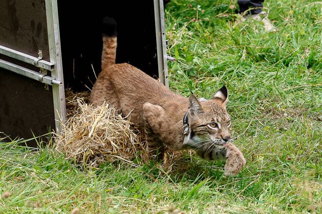 Niedersächsischer Umweltminister lässt Luchs im Osterwald auswildern Die Luchsin rennt aus der Transportkiste über eine Wiese in das Waldstück, springt über einen Busch und ist binnen drei Sekunden im Wald verschwunden. Eldagsen Waldgebiet Forstamt Saupark Niedersachsen, Region Hannover Germany *** Lower Saxony’s Environment Minister Releases a Lynx into the Osterwald. The female lynx runs out of the transport crate across a meadow into the woods, jumps over a bush, and disappears into the forest within three seconds. Eldagsen Forest Area, Saupark Forest District, Lower Saxony, Hanover Region, Germany