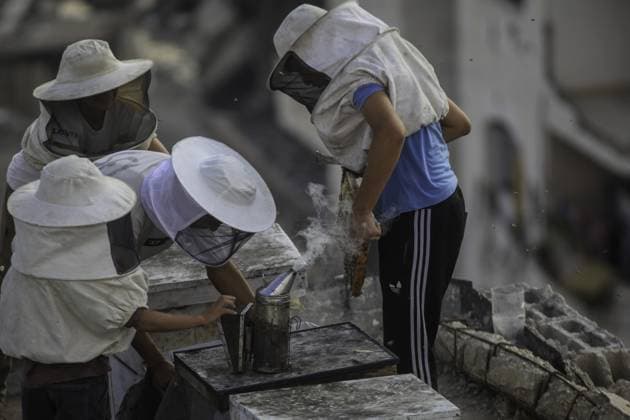RECORD DATE NOT STATED Gaza Beekeeper Revives Hives Amid War Damage (INT) Gaza Beekeeper Revives Hives Amid War Damage AUGUST 8, 2026, Gaza, Palestine: Ibrahim al-Dabba, head of the Beekeepers Cooperative in the Gaza Strip, tends to beehives with his sons on the rooftop of a war-damaged building in Gaza City s Tel al-Hawa neighborhood, where the displaced family has taken shelter. Despite widespread destruction and the challenges posed by the ongoing conflict, al-Dabba continues beekeeping in an effort to preserve his livelihood and maintain honey production. Credit: Hashem Zimmo TheNews2(Foto: Hashem Zimmo Thenews2 imago images) Gaza Beekeeper Revives Hives Amid War Damage  Copyright: xHashemxZimmox