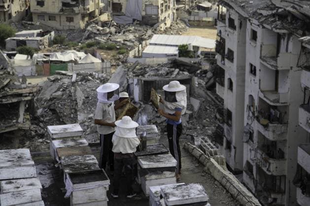 RECORD DATE NOT STATED Gaza Beekeeper Revives Hives Amid War Damage (INT) Gaza Beekeeper Revives Hives Amid War Damage AUGUST 8, 2026, Gaza, Palestine: Ibrahim al-Dabba, head of the Beekeepers Cooperative in the Gaza Strip, tends to beehives with his sons on the rooftop of a war-damaged building in Gaza City s Tel al-Hawa neighborhood, where the displaced family has taken shelter. Despite widespread destruction and the challenges posed by the ongoing conflict, al-Dabba continues beekeeping in an effort to preserve his livelihood and maintain honey production. Credit: Hashem Zimmo TheNews2(Foto: Hashem Zimmo Thenews2 imago images) Gaza Beekeeper Revives Hives Amid War Damage  Copyright: xHashemxZimmox