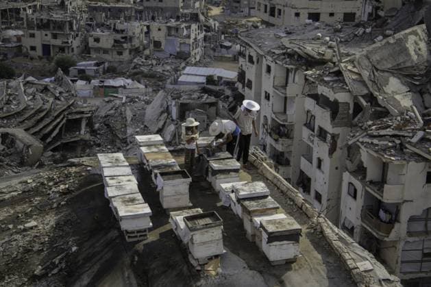 RECORD DATE NOT STATED Gaza Beekeeper Revives Hives Amid War Damage (INT) Gaza Beekeeper Revives Hives Amid War Damage AUGUST 8, 2026, Gaza, Palestine: Ibrahim al-Dabba, head of the Beekeepers Cooperative in the Gaza Strip, tends to beehives with his sons on the rooftop of a war-damaged building in Gaza City s Tel al-Hawa neighborhood, where the displaced family has taken shelter. Despite widespread destruction and the challenges posed by the ongoing conflict, al-Dabba continues beekeeping in an effort to preserve his livelihood and maintain honey production. Credit: Hashem Zimmo TheNews2(Foto: Hashem Zimmo Thenews2 imago images) Gaza Beekeeper Revives Hives Amid War Damage  Copyright: xHashemxZimmox