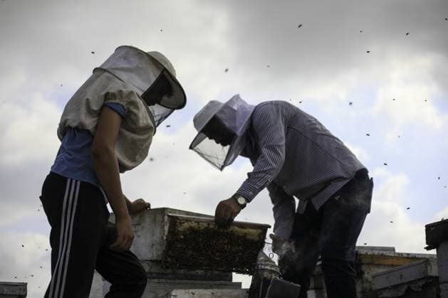 RECORD DATE NOT STATED Gaza Beekeeper Revives Hives Amid War Damage (INT) Gaza Beekeeper Revives Hives Amid War Damage AUGUST 8, 2026, Gaza, Palestine: Ibrahim al-Dabba, head of the Beekeepers Cooperative in the Gaza Strip, tends to beehives with his sons on the rooftop of a war-damaged building in Gaza City s Tel al-Hawa neighborhood, where the displaced family has taken shelter. Despite widespread destruction and the challenges posed by the ongoing conflict, al-Dabba continues beekeeping in an effort to preserve his livelihood and maintain honey production. Credit: Hashem Zimmo TheNews2(Foto: Hashem Zimmo Thenews2 imago images) Gaza Beekeeper Revives Hives Amid War Damage  Copyright: xHashemxZimmox