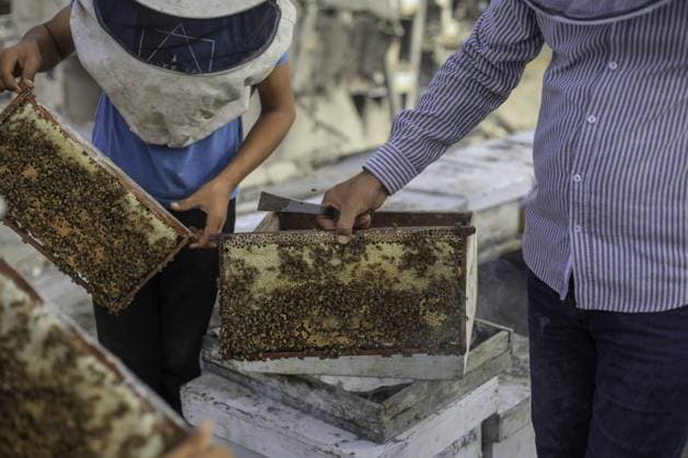 RECORD DATE NOT STATED Gaza Beekeeper Revives Hives Amid War Damage (INT) Gaza Beekeeper Revives Hives Amid War Damage AUGUST 8, 2026, Gaza, Palestine: Ibrahim al-Dabba, head of the Beekeepers Cooperative in the Gaza Strip, tends to beehives with his sons on the rooftop of a war-damaged building in Gaza City s Tel al-Hawa neighborhood, where the displaced family has taken shelter. Despite widespread destruction and the challenges posed by the ongoing conflict, al-Dabba continues beekeeping in an effort to preserve his livelihood and maintain honey production. Credit: Hashem Zimmo TheNews2(Foto: Hashem Zimmo Thenews2 imago images) Gaza Beekeeper Revives Hives Amid War Damage  Copyright: xHashemxZimmox