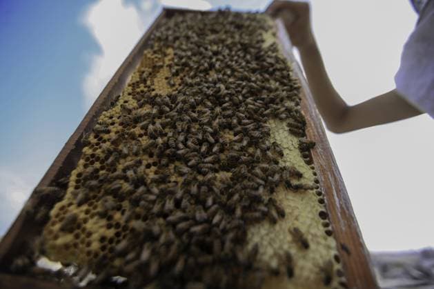 RECORD DATE NOT STATED Gaza Beekeeper Revives Hives Amid War Damage (INT) Gaza Beekeeper Revives Hives Amid War Damage AUGUST 8, 2026, Gaza, Palestine: Ibrahim al-Dabba, head of the Beekeepers Cooperative in the Gaza Strip, tends to beehives with his sons on the rooftop of a war-damaged building in Gaza City s Tel al-Hawa neighborhood, where the displaced family has taken shelter. Despite widespread destruction and the challenges posed by the ongoing conflict, al-Dabba continues beekeeping in an effort to preserve his livelihood and maintain honey production. Credit: Hashem Zimmo TheNews2(Foto: Hashem Zimmo Thenews2 imago images) Gaza Beekeeper Revives Hives Amid War Damage  Copyright: xHashemxZimmox