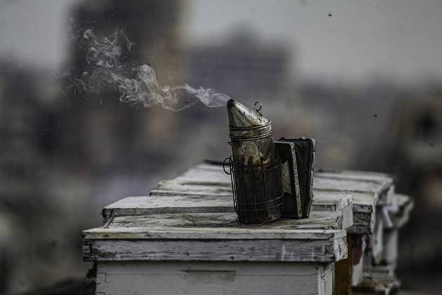 RECORD DATE NOT STATED Gaza Beekeeper Revives Hives Amid War Damage (INT) Gaza Beekeeper Revives Hives Amid War Damage AUGUST 8, 2026, Gaza, Palestine: Ibrahim al-Dabba, head of the Beekeepers Cooperative in the Gaza Strip, tends to beehives with his sons on the rooftop of a war-damaged building in Gaza City s Tel al-Hawa neighborhood, where the displaced family has taken shelter. Despite widespread destruction and the challenges posed by the ongoing conflict, al-Dabba continues beekeeping in an effort to preserve his livelihood and maintain honey production. Credit: Hashem Zimmo TheNews2(Foto: Hashem Zimmo Thenews2 imago images) Gaza Beekeeper Revives Hives Amid War Damage  Copyright: xHashemxZimmox