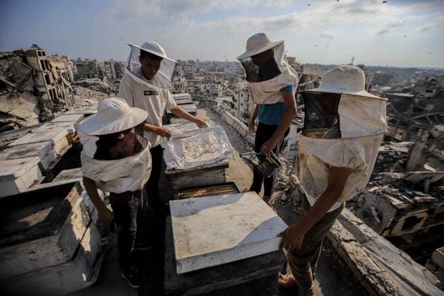 Keeping bees amid the ruins of Gaza GAZA CITY, PALESTINE AUGUST 8, 2026: This photo essay documents the work of Ibrahim Naji Al-Dabba, 49, head of the Gaza Beekeepers Cooperative Society, who continues raising bees with his sons from the rooftop of a damaged residential building in the Tel al-Hawa neighborhood, where his displaced family has taken refuge. After losing his home and much of his beekeeping infrastructure during the war, Al-Dabba has resumed caring for his hives despite shortages of equipment and the widespread destruction affecting Gaza s agricultural sector. Through scenes of daily work, family life and resilience, the essay explores how one beekeeper struggles to preserve his livelihood and maintain honey production ami Copyright: x xMohammedxMxSkaikx xJNAxPressx