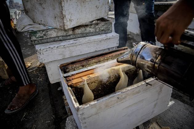 August 8, 2026, Gaza, Palestine, State of: GAZA Gaza, PALESTINE Ã¢â‚¬ AUGUST 8, 2026: This photo essay documents the work of Ibrahim Naji Al-Dabba, 49, head of the Gaza Beekeepers Cooperative Society, who continues raising bees with his sons from the rooftop of a damaged residential building in the Tel al-Hawa neighborhood, where his displaced family has taken refuge. After losing his home and much of his beekeeping infrastructure during the war, Al-Dabba has resumed caring for his hives despite shortages of equipment and the widespread destruction affecting Gaza s agricultural sector. Through scenes of daily work, family life and resilience, the essay explores how one beekeeper struggles to preserve his livelihood and maintain honey pr - ZUMAq101 20260808_zna_q101_014 Copyright: xMohammedxMxSkaikx