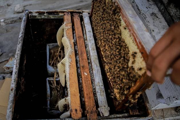 Keeping bees amid the ruins of Gaza GAZA CITY, PALESTINE AUGUST 8, 2026: This photo essay documents the work of Ibrahim Naji Al-Dabba, 49, head of the Gaza Beekeepers Cooperative Society, who continues raising bees with his sons from the rooftop of a damaged residential building in the Tel al-Hawa neighborhood, where his displaced family has taken refuge. After losing his home and much of his beekeeping infrastructure during the war, Al-Dabba has resumed caring for his hives despite shortages of equipment and the widespread destruction affecting Gaza s agricultural sector. Through scenes of daily work, family life and resilience, the essay explores how one beekeeper struggles to preserve his livelihood and maintain honey production ami Copyright: x xMohammedxMxSkaikx xJNAxPressx
